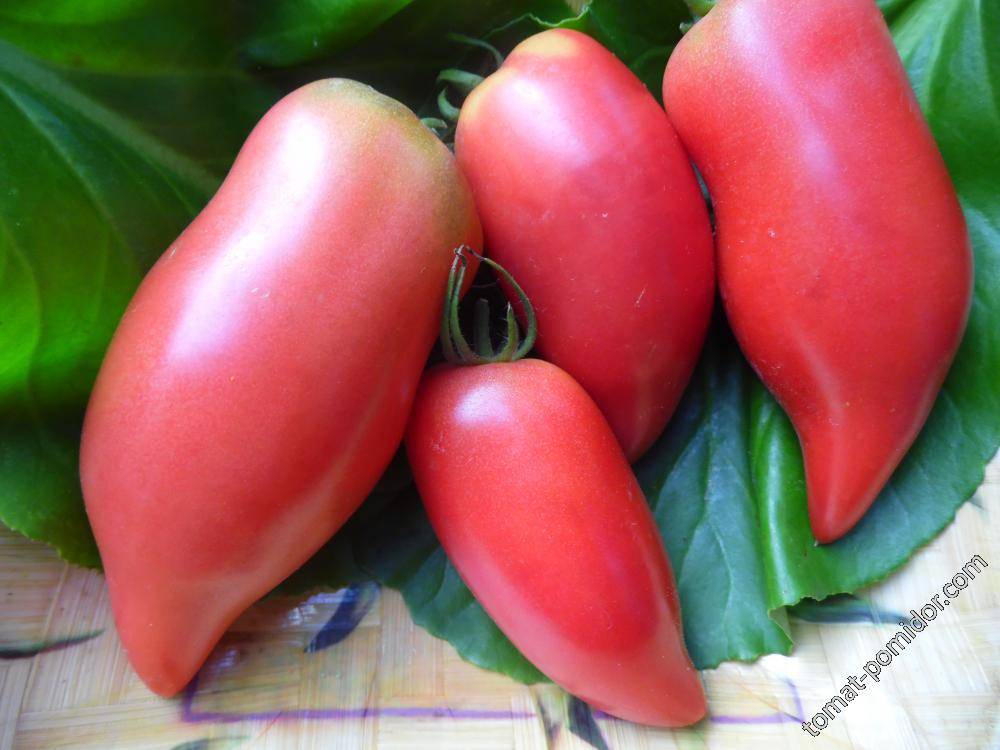 Томат корейский длинноплодный: характеристика и описание сорта, отзывы об урожайности помидоров, фото семян