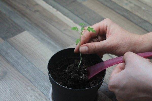 Пикировка томатов: как и когда пересаживать рассаду помидоров