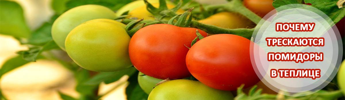 Почему трескаются помидоры в теплице при созревании