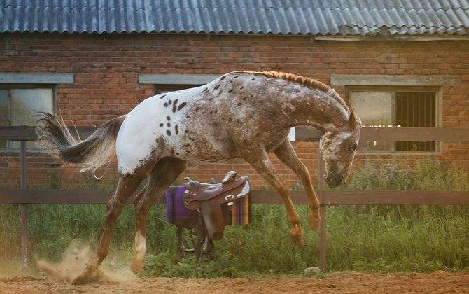ᐉ лошадь аппалуза - фото, описание, характеристика, история - zooon.ru