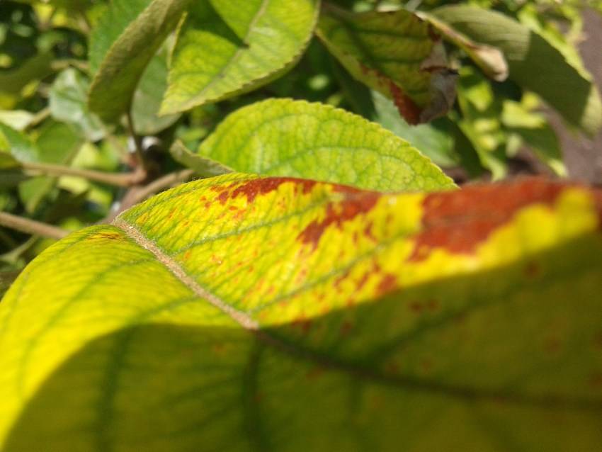 Причины, почему у сливы желтеют и опадают листья и что делать