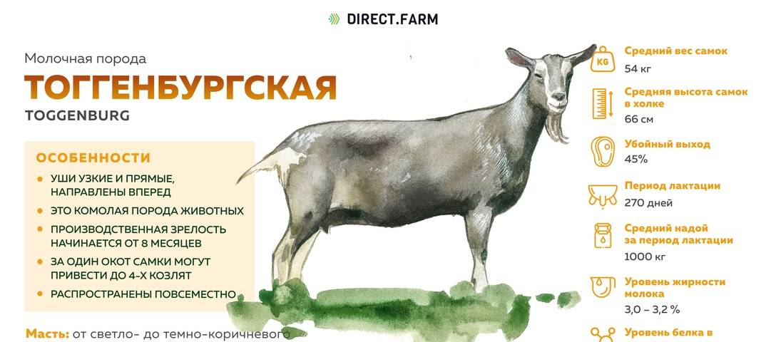 Придонская коза: описание породы, характеристики, внешний вид, продуктивность, особенности случки и содержания