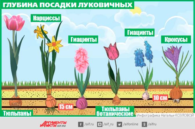 Нарциссы  - классика, без которой не обходится ни один сад: сажаем в сентябре на supersadovnik.ru