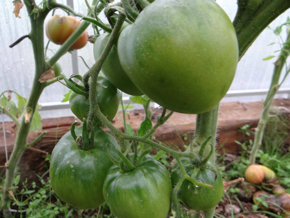 Подробное описание и характеристики сорта томата ля-ля-фа | растет огород