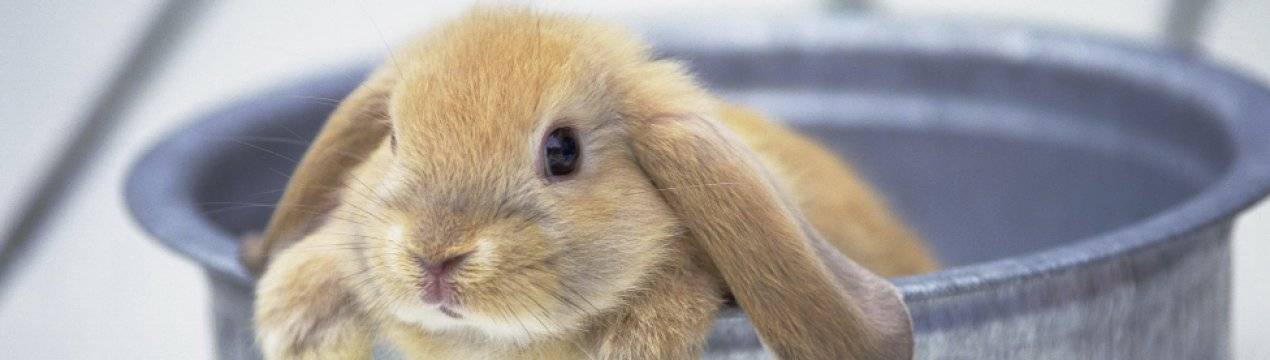 Кролики породы рекс — важные рекомендации по содержанию