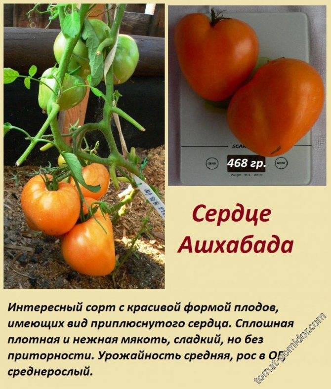Описание и агротехника выращивания крупноплодных томатов сердце кенгуру
