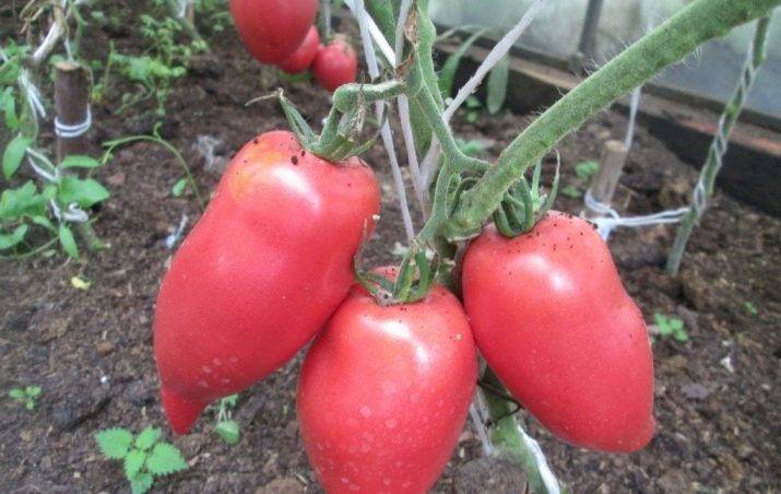 Томат корейский длинноплодный: характеристика и описание сорта, отзывы об урожайности помидоров, фото семян