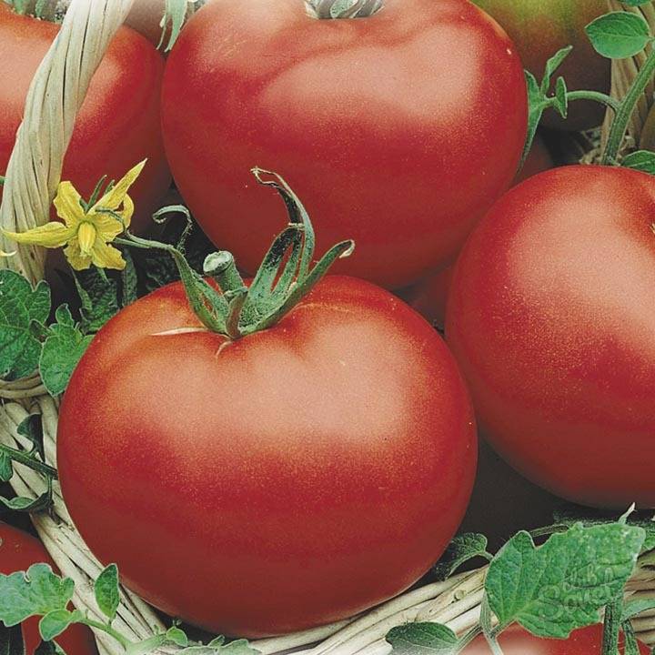 Кистевые томаты для теплиц сибирской серии