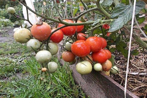 Сорт томата «садовая жемчужина»: фото, видео, отзывы, описание, характеристика, урожайность