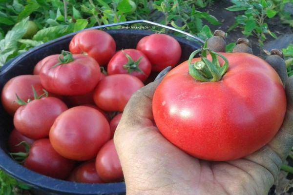 Характеристика раннеспелого томата вермилион f1 и агротехника выращивания