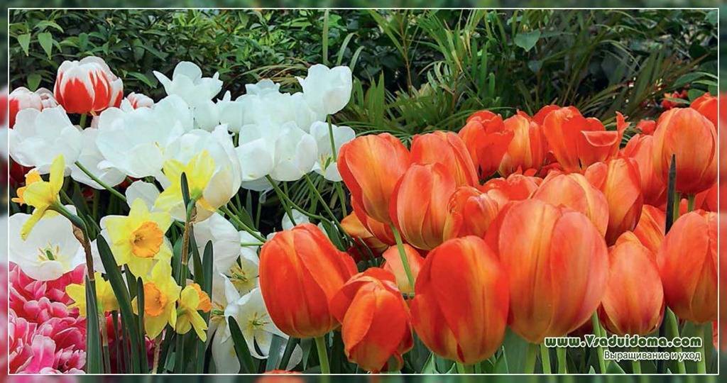 Тюльпаны: выращивание, посадка и уход, подкормка, размножение, фото, сорта, названия