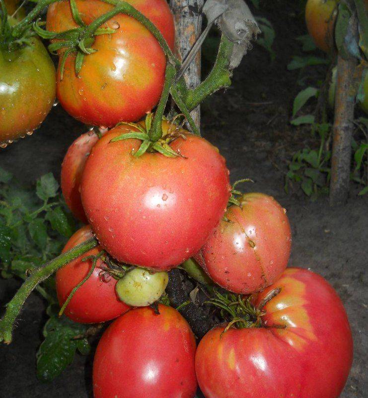 Семена томат сибирский козырь: описание сорта, фото. купить с доставкой или почтой россии.