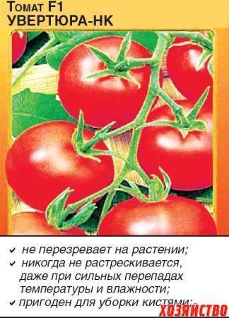 Томат снежная сказка: отзывы об урожайности помидоров, характеристика и описание сорта, фото семян для открытого грунта
