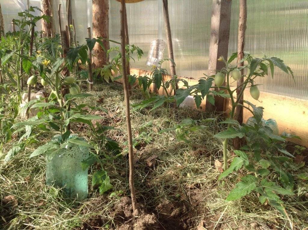 Агротехника выращивания томатов в теплице от а до я