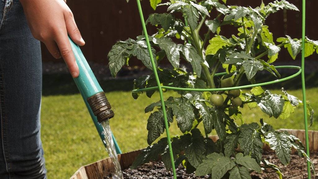 Как поливать рассаду помидоров в домашних условиях до пикировки и после наиболее правильно | теплотехники