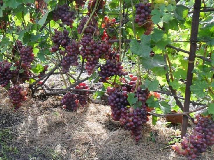 ✅ о винограде кардинал: описание и характеристики сорта, посадка и уход
