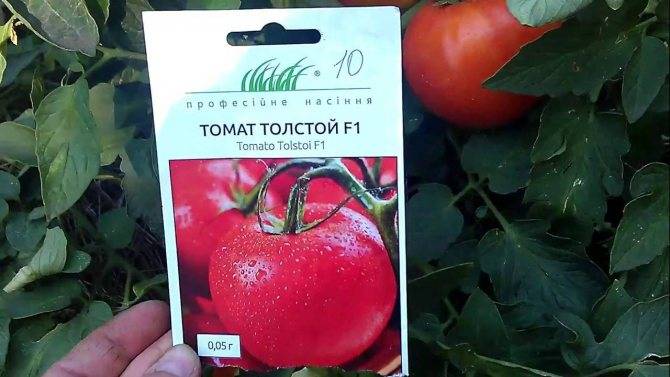 Томат "толстой f1": характеристика и описание сорта, урожайность, фото, отзывы