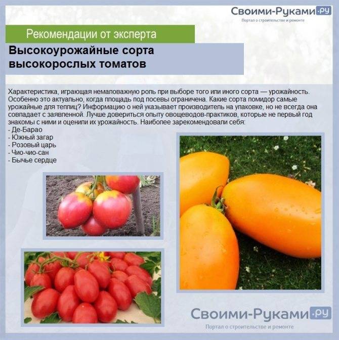 Томат пани яна: характеристика и описание сорта, отзывы, фото, урожайность – все о помидорках
