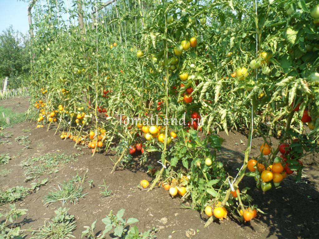 Чудо света томат: описание, выращивание, уход, фото
