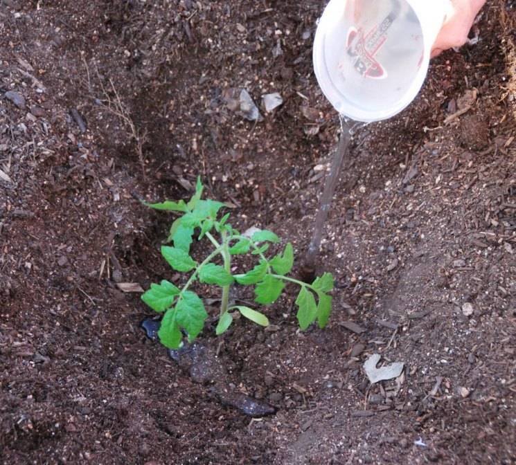 Как замочить семена томатов перед посадкой в марганцовке правильно