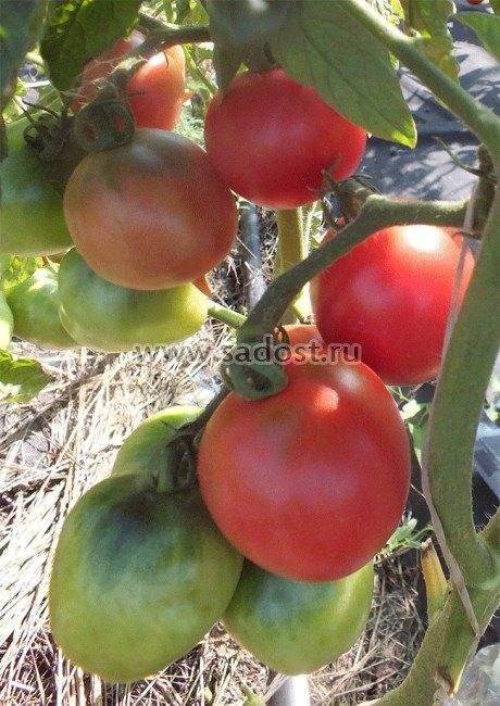 Томат сызранка: описание сорта, фото и отзывы об урожайности помидоров, характеристика куста