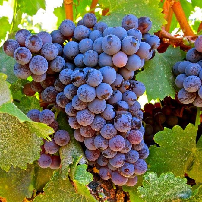 Сорт винограда гарнача описание вкус выращивание и уход фото