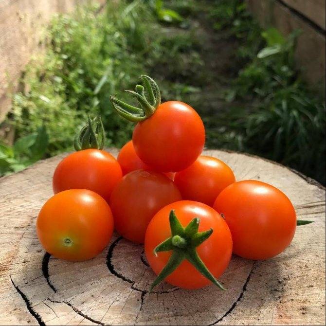 Описание и отзывы о томатах гибридного сорта волшебная арфа