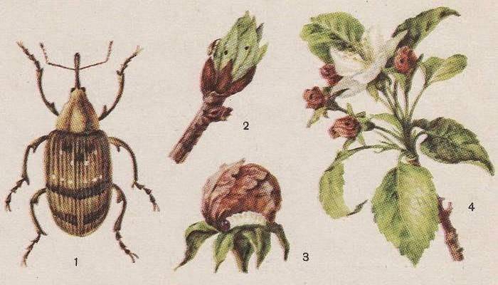 Яблоневый цветоед: среда обитания, средства борьбы, профилактические меры