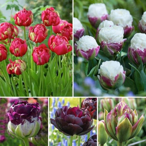 Тюльпаны махровые: ранние и поздние сорта, фото с названиями