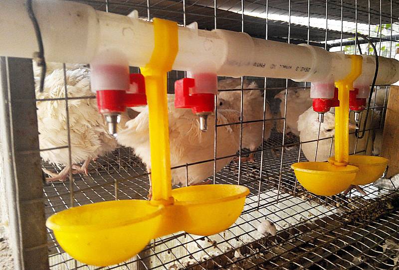 Поилка для кур и цыплят, какие конструкции легко изготовить собственными руками, требования к поилкам