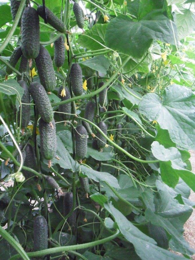 Рекомендуем посадить ранний высокоурожайный сорт огурцов директор f1