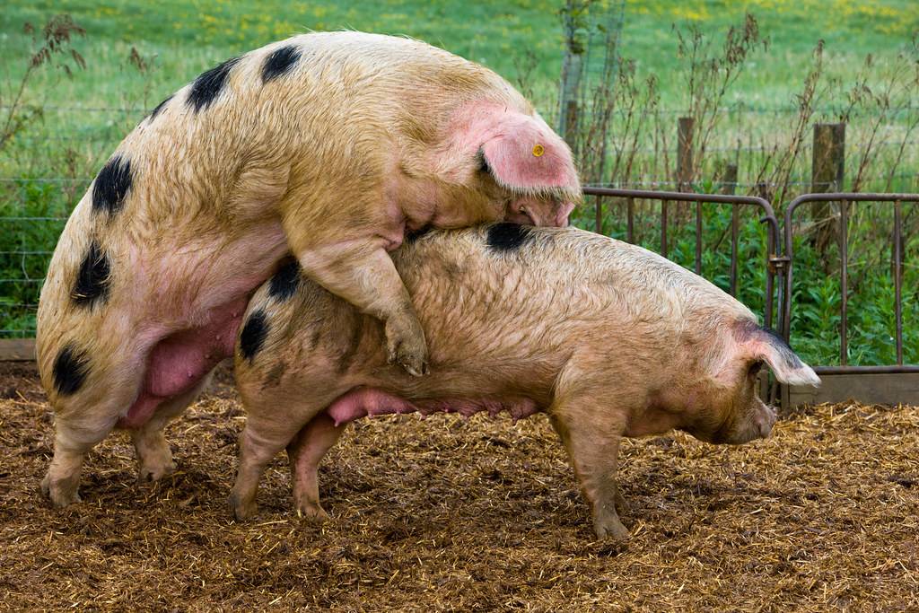 ✅ охота у свиней: сколько длится, как определить, признаки, фото -