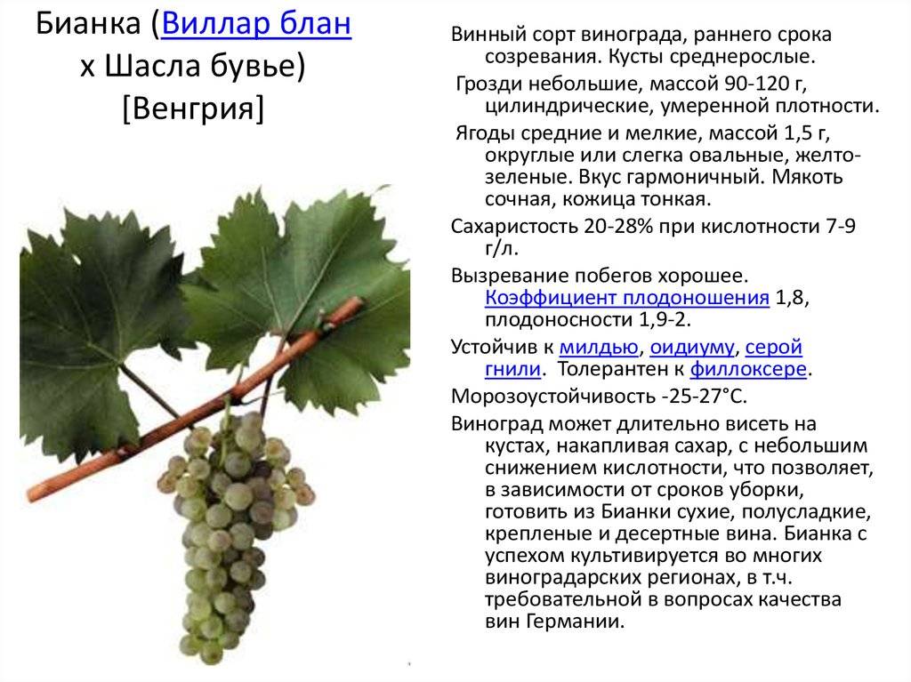 Виноград мукузани: описание и характеристики сорта винограда, выращивание и уход, фото, видео