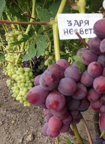 Виноград заря несветая: описание сорта, особенности выращивания
