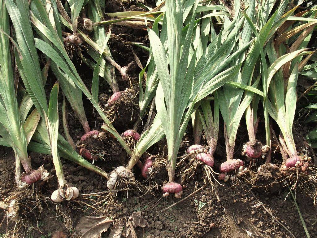 Выращивание луковиц гладиолусов из деток в домашних условиях: посадка и уход
