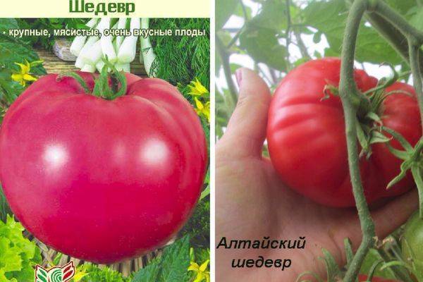 Разновидности сорта томата Шедевр, его описание и урожайность