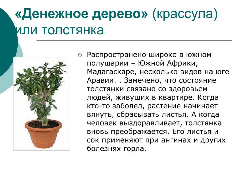 Укропное дерево: что представляет собой растение, как правильно выращивать, способы применения в разных областях