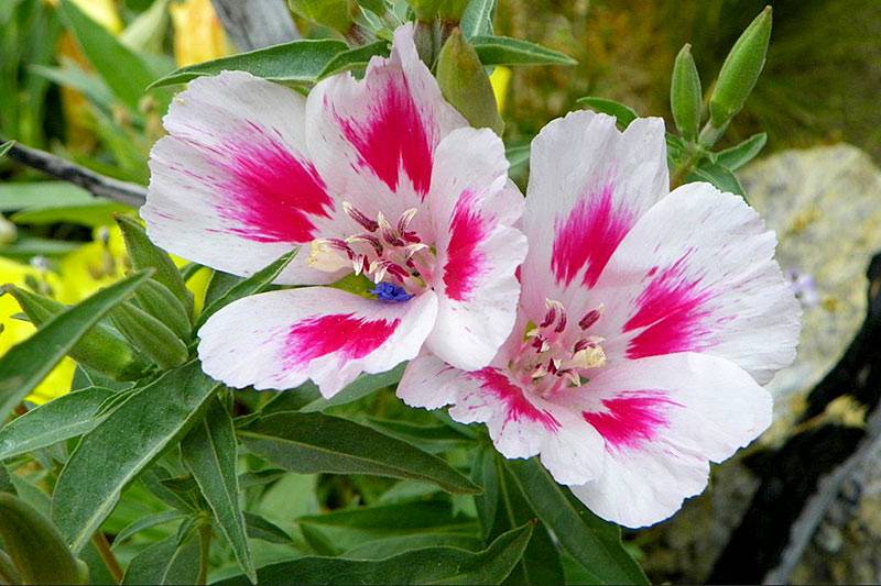 Выращивание кларкии из семян в домашних условиях: изящный цветок на вашей клумбе