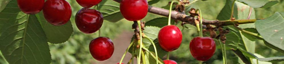 Описание и характеристика вишни сорта ашинская