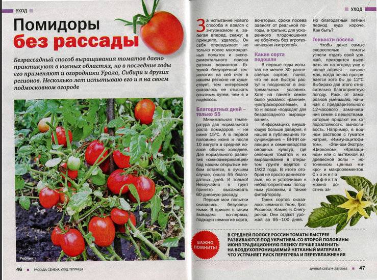 Описание сорта томата северный экспресс f1, его выращивание и уход