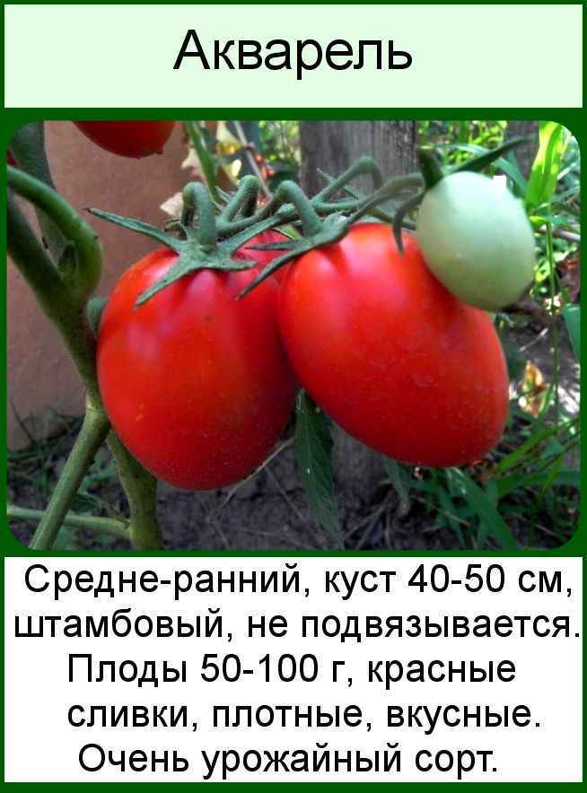 Семена томатов без пасынкования
