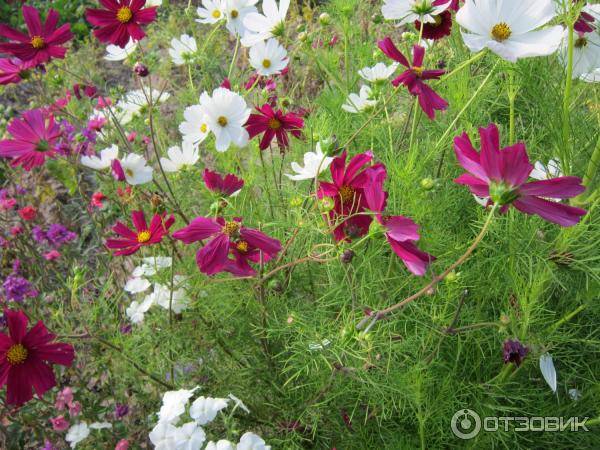 Однолетние цветы для дачи — какие посадить, чтобы цвели все лето? фото каталог с названиями, виды и сорта, характеристика