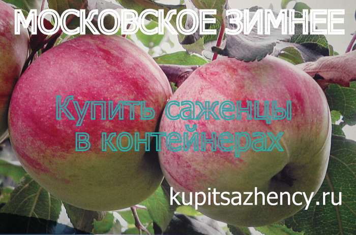 Описание сорта яблони россиянка: фото яблок, важные характеристики, урожайность с дерева