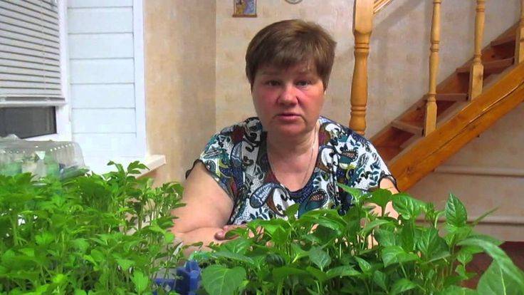 Выращивание рассады томатов в улитке видео