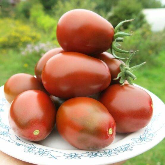 Томат "король лондона": отзывы, фото, урожайность – все о томатах. выращивание томатов. сорта и рассада.