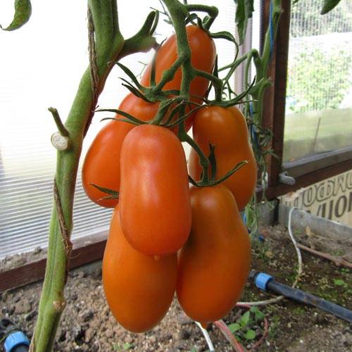 Характеристика и описание томата фляшентоматен, агротехника выращивания