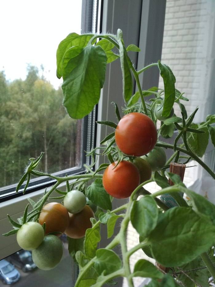 Как вырастить и ухаживать за помидорами на подоконнике дома для начинающих