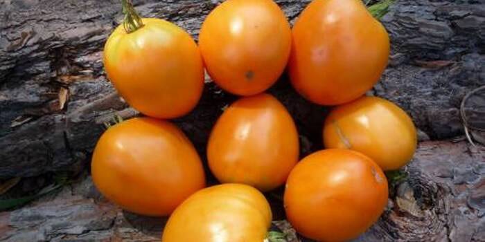 Томат монастырская трапеза: характеристика и описание сорта с фото, урожайность помидора, отзывы