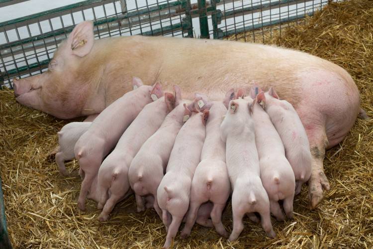 Основы кормления свиней по интенсивной технологии. часть 1: корма: питательность, компоненты