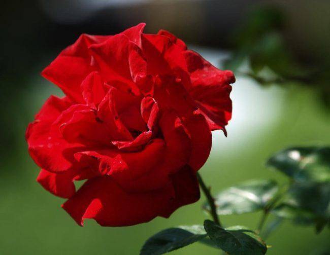 Роза сантана — плетистое украшение садового участка